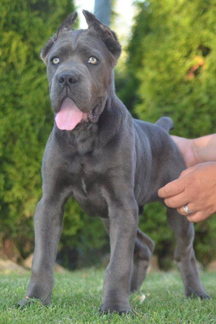 Cane Corso, vrhunski štenci - Psi Oglasi Beograd