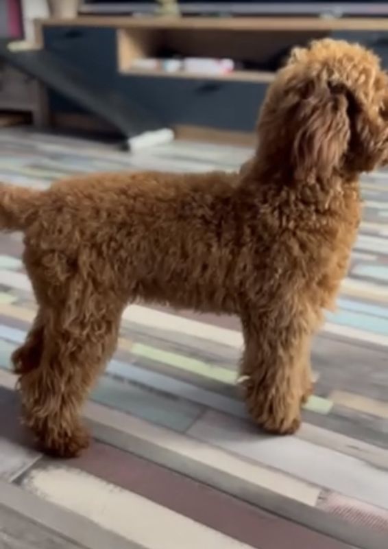 Toy Pudla kvalitetni štenci - Psi Oglasi Beograd