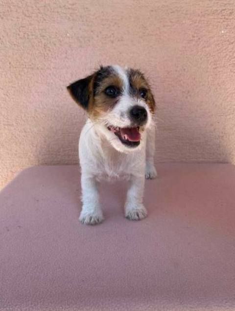 Jack Russell terijer štenci - Psi Oglasi Beograd