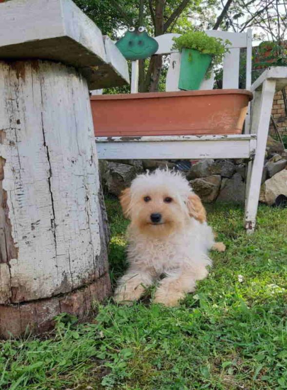 Goldendoodle dvije zenke - Psi Oglasi Beograd