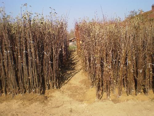 RASADNIK NASTIC SAŠE prodaja voćnih sadnica - Seme Cveće Sadnice Oglasi Beograd