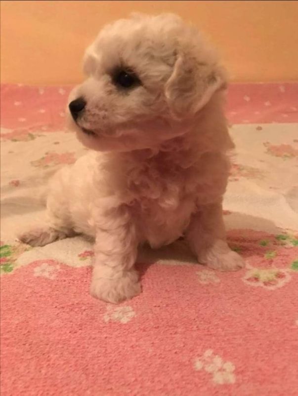 Kovrdžavi bišon štenci - Psi Oglasi Beograd