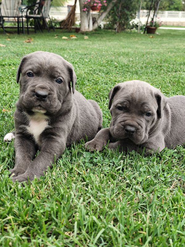 Cane Corso - Psi Oglasi Beograd