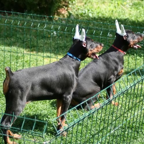 Na prodaju štenci dobermana šampionskog porekla - Psi Oglasi Beograd Na prodaju štenci dobermana šampionskog porekla - Psi Oglasi Beograd