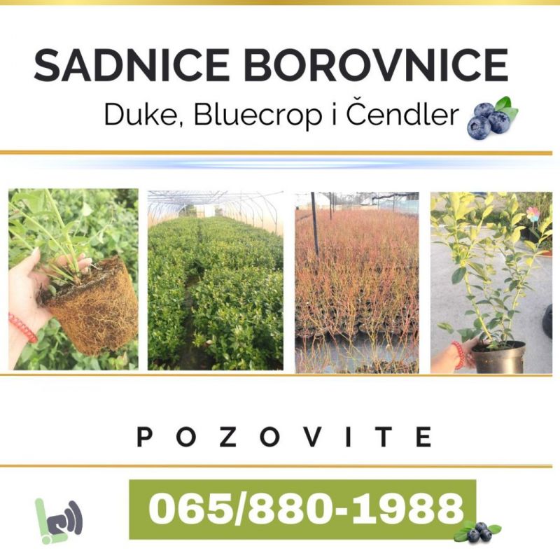 Sadnice borovnice - Seme Cveće Sadnice Oglasi Beograd