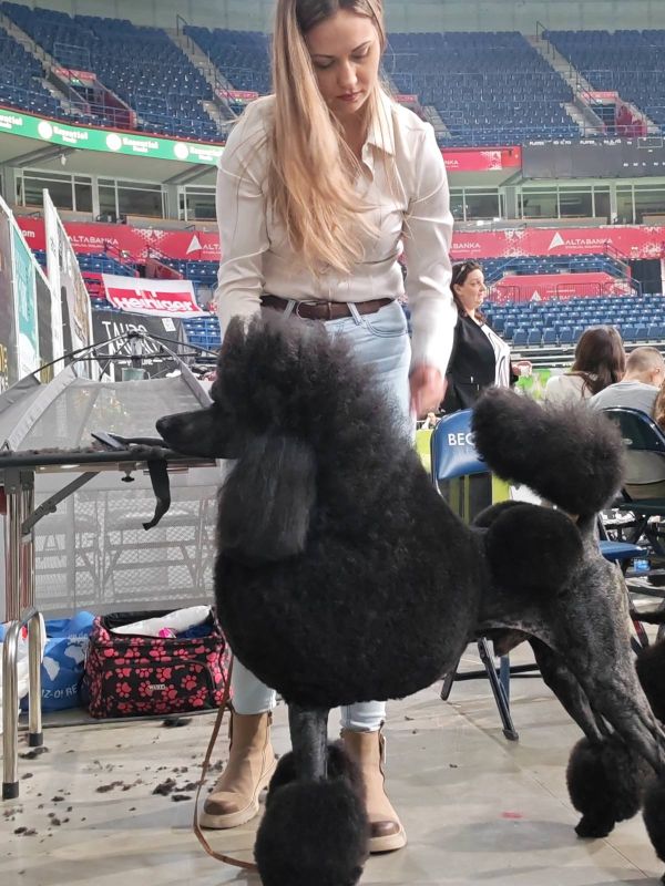 ŠAMPIONSKO LEGLO: Crne Standardne Pudle vrhunskog ranga - Psi Oglasi Beograd