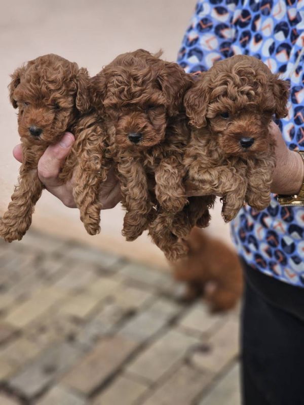Crvene pudle toy, od oba roditelja u mom vlasnistvu - Psi Oglasi Beograd