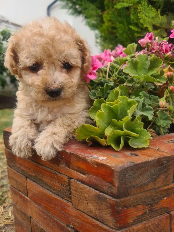Labradoodle prelepi štenci - Psi Oglasi Beograd Labradoodle prelepi štenci - Psi Oglasi Beograd