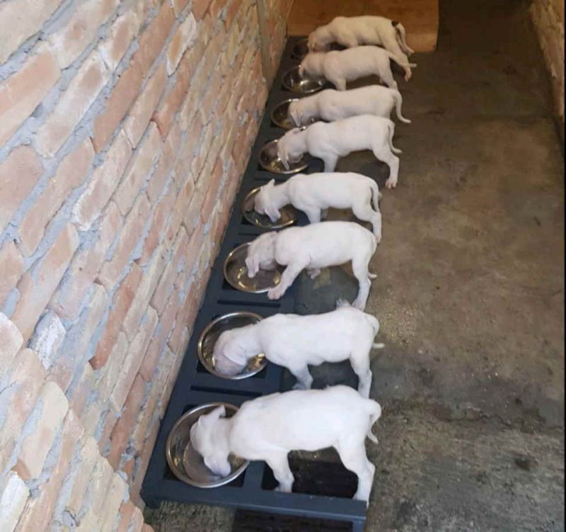 Na prodaju stenci Dogo Argentino, starosti pet meseci - Psi Oglasi Beograd Na prodaju stenci Dogo Argentino, starosti pet meseci - Psi Oglasi Beograd