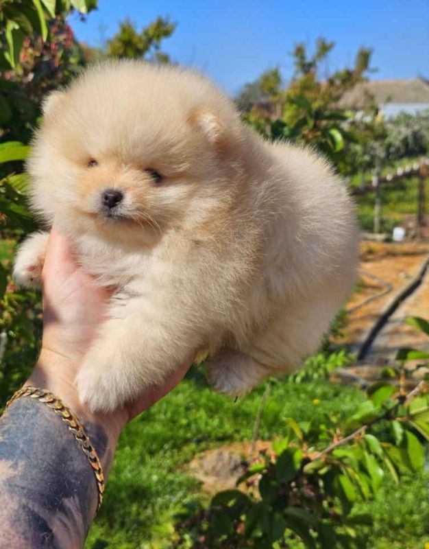 Najlepsi Pomeranci Boo samo u Pom_Hash_Starsu - Psi Oglasi Beograd