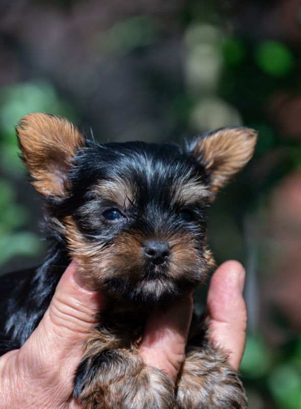 Jorksirski Terijer - Psi Oglasi Beograd