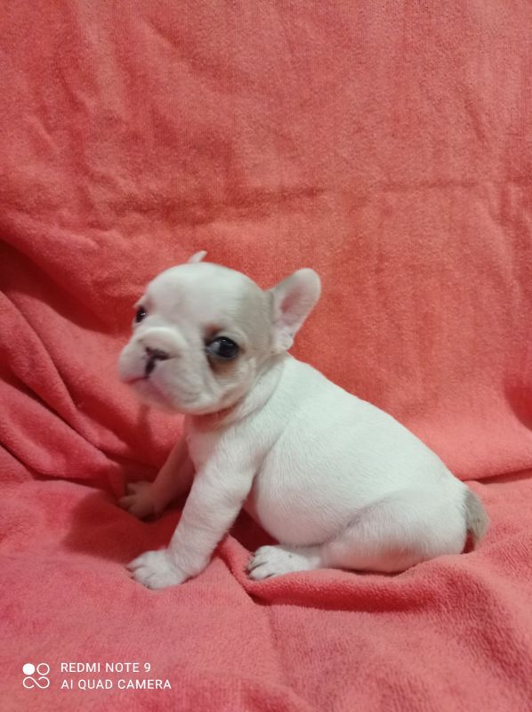 Francuski buldog egzotika - Psi Oglasi Beograd