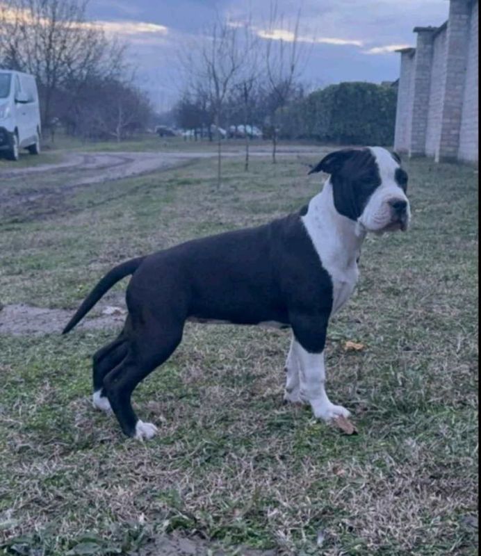 Američki stafordski terijer mužjak I ženka - Psi Oglasi Beograd