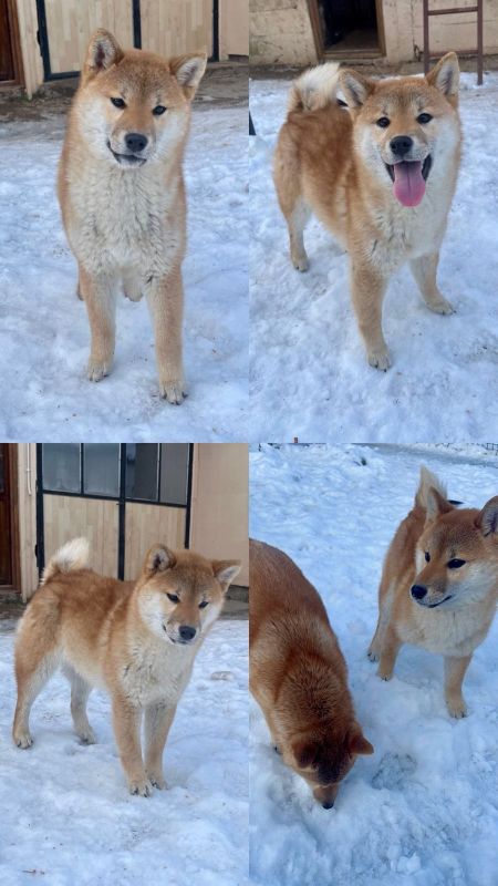 Shiba inu štenci od vrhunskih roditelja - Psi Oglasi Beograd
