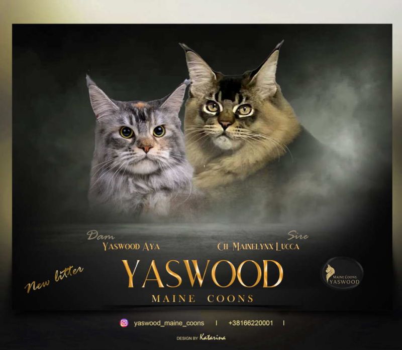 Maine Coon macici vrhunskog porekla iz odgajivacnice Yaswood - Mačke Oglasi Beograd
