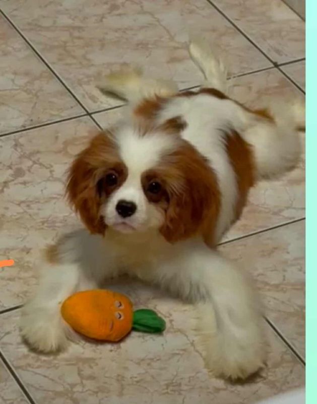Dostupni štenci Cavalier King Charles spanijela - Psi Oglasi Beograd Dostupni štenci Cavalier King Charles spanijela - Psi Oglasi Beograd