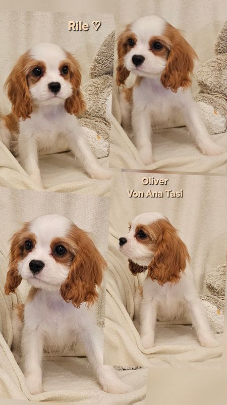 Vrhunski Cavalier King Charls Spaniel oba pola - Psi Oglasi Beograd