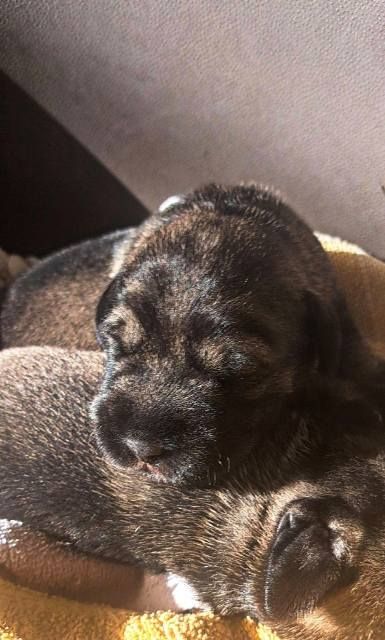 Srednji šnaucer, štenci - Psi Oglasi Beograd