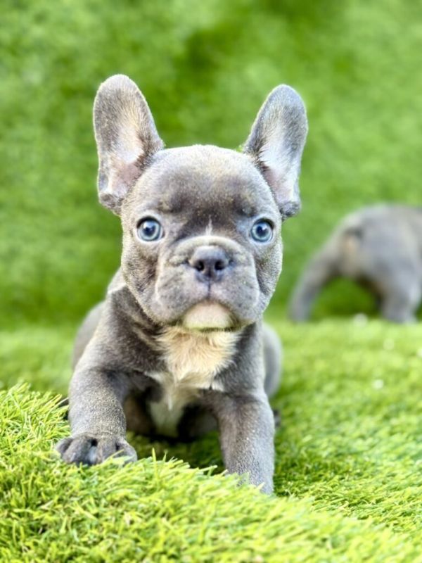 Francuski Buldog štenci - Psi Oglasi Beograd