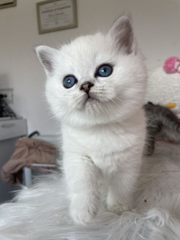 Skotski macici - Mačke Oglasi Beograd