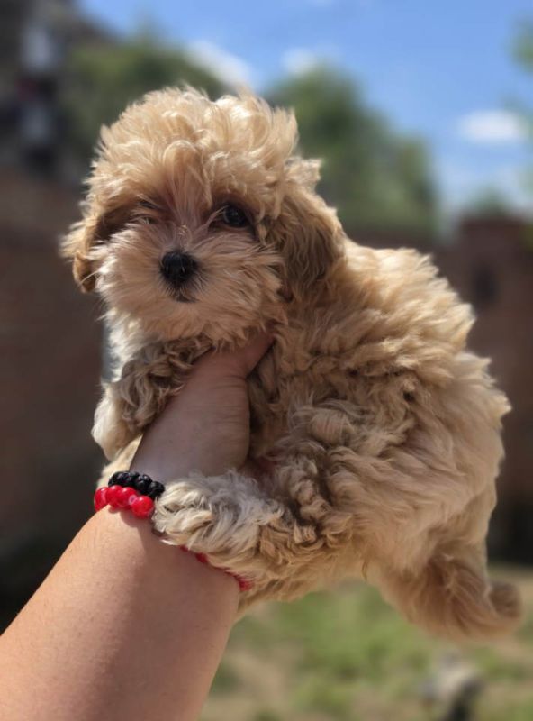 Maltipoo bebe - Psi Oglasi Beograd