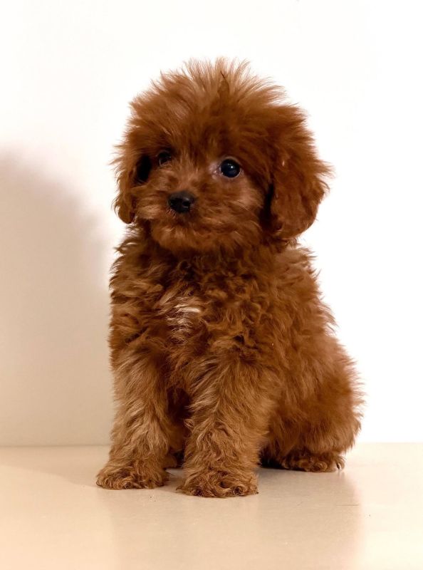Cavapoo-Kavapu (cavalier king charles spaniel + pudla) - Psi Oglasi Beograd