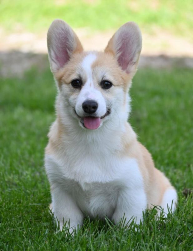 Velski korgi/Welsh Corgi Pembroke - Psi Oglasi Beograd Velski korgi/Welsh Corgi Pembroke - Psi Oglasi Beograd