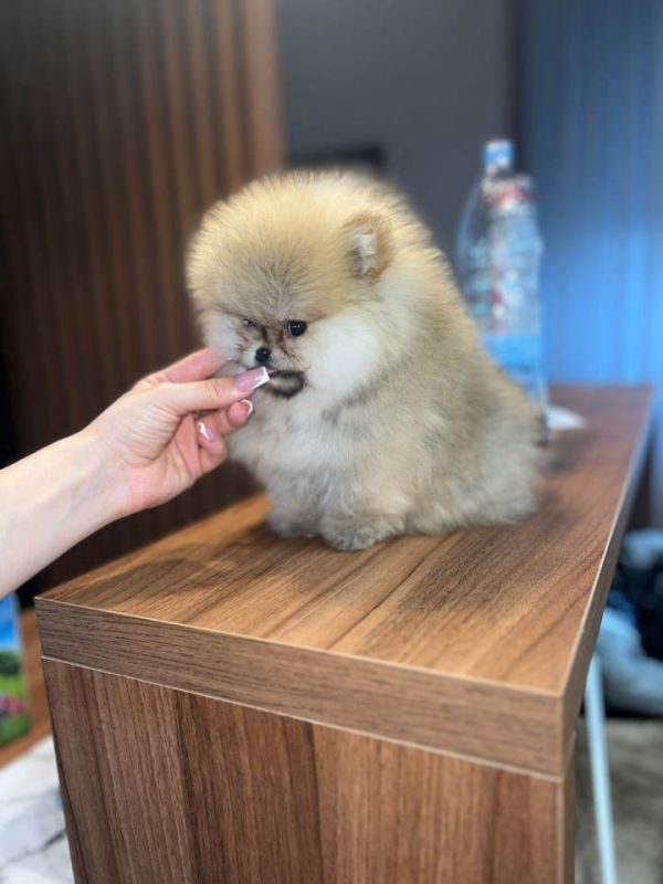 Bebe POMERANCA vrhunske genetike - Psi Oglasi Beograd Bebe POMERANCA vrhunske genetike - Psi Oglasi Beograd