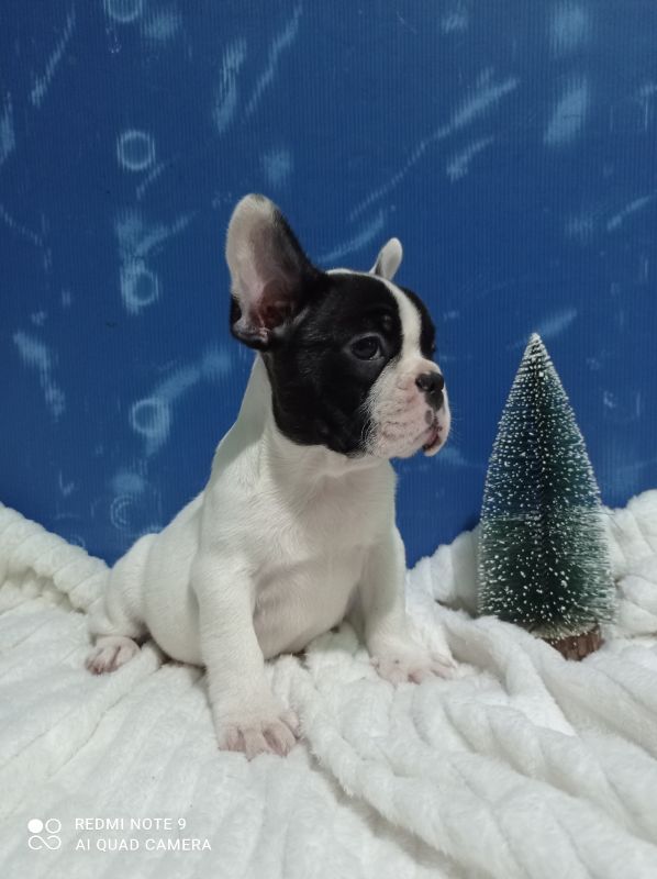 Zensko stene francuskog buldoga - Psi Oglasi Beograd