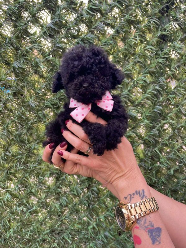 Toy i Mini Pudle stenci - Psi Oglasi Beograd