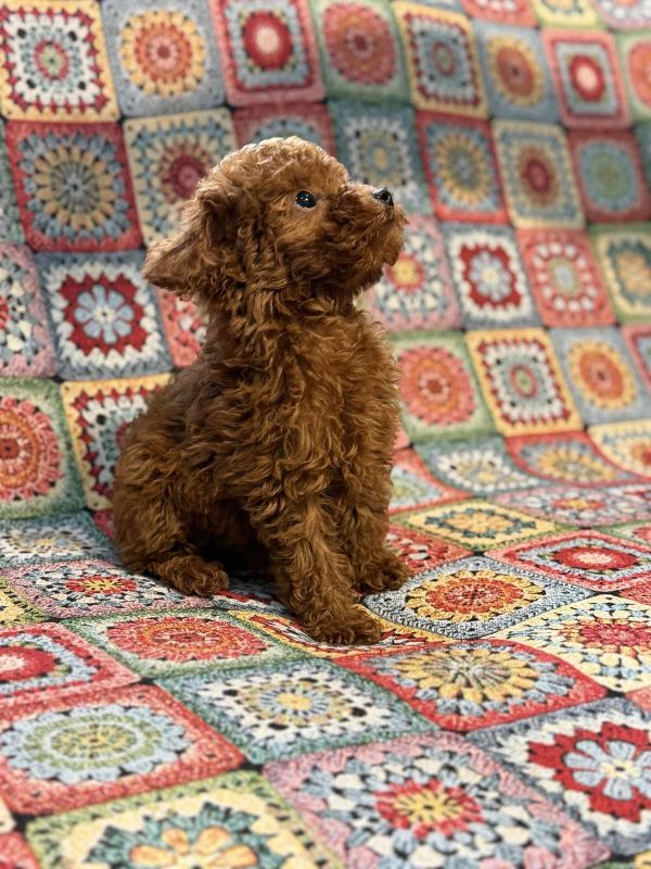 Toy Pudla prelepi štenci - Psi Oglasi Beograd