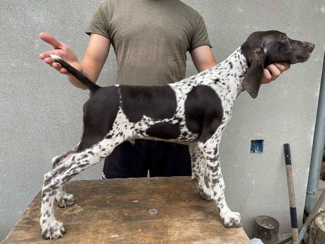 Nemački kratkodlaki ptičar, štenci - Psi Oglasi Beograd