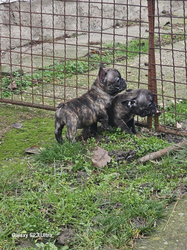 Francuski Buldog stenci - Psi Oglasi Beograd Francuski Buldog stenci - Psi Oglasi Beograd