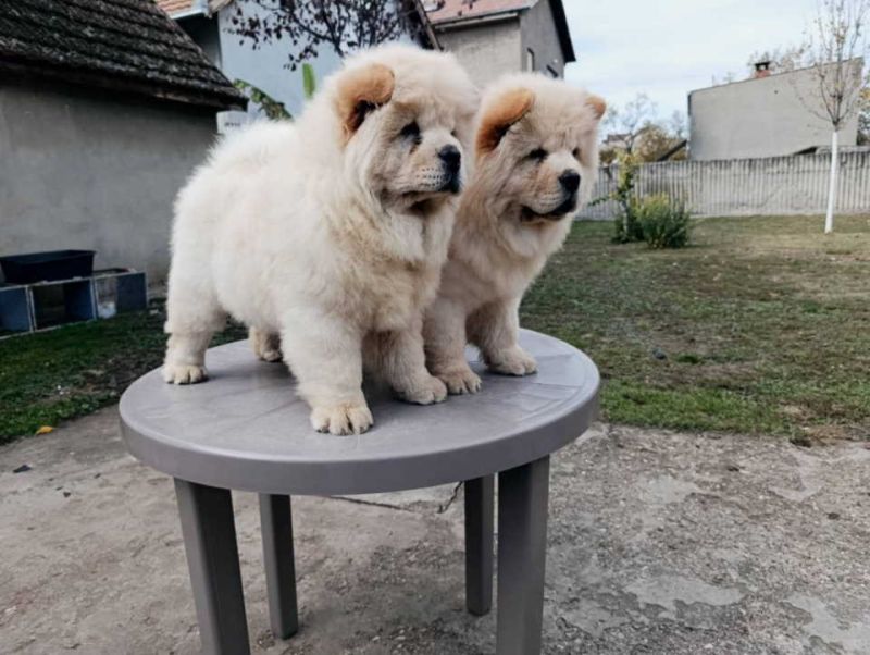 Na prodaju dva mužjaka chow chow stari tri meseca - Psi Oglasi Beograd