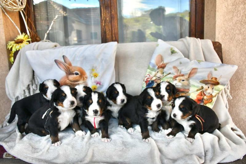 Bernski planinski pas - Psi Oglasi Beograd