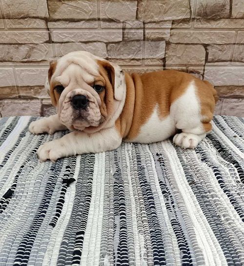 Engleski bulldog - Psi Oglasi Beograd