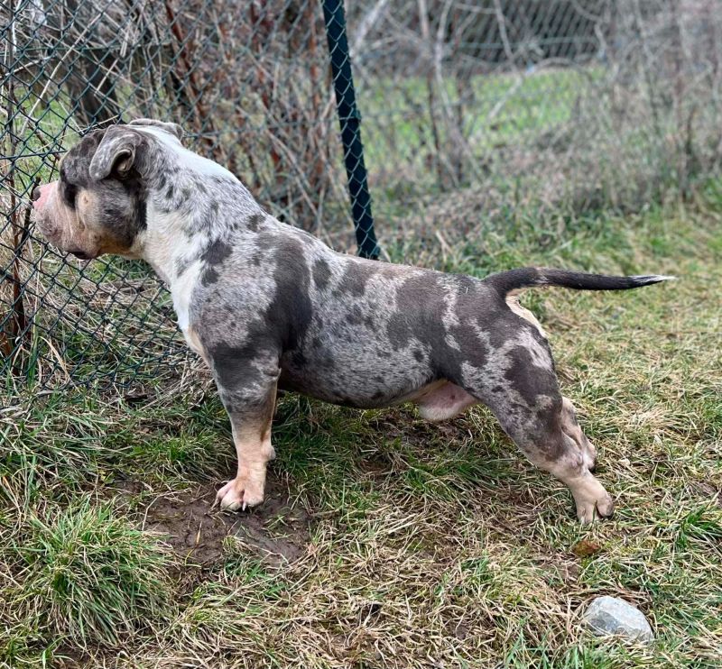 American bully pocket mužjak i ženka na prodaju - Psi Oglasi Beograd