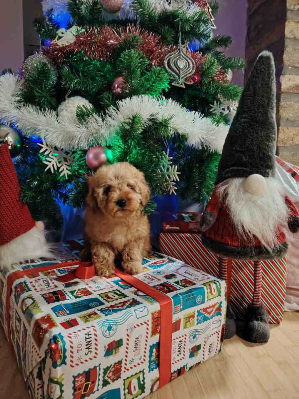 Na prodaju zenska dva steneta, patuljaste pudle, aprikot - Psi Oglasi Beograd