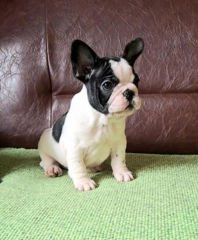 Francuski Buldog PRELEPI štenci - Psi Oglasi Beograd Francuski Buldog PRELEPI štenci - Psi Oglasi Beograd