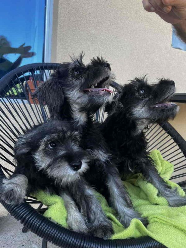 Na prodaju stenci patuljastog snaucera, crno-srebrni, bez pedigrea - Psi Oglasi Beograd