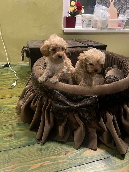 Toy pudle ekstra malog rasta - Psi Oglasi Beograd