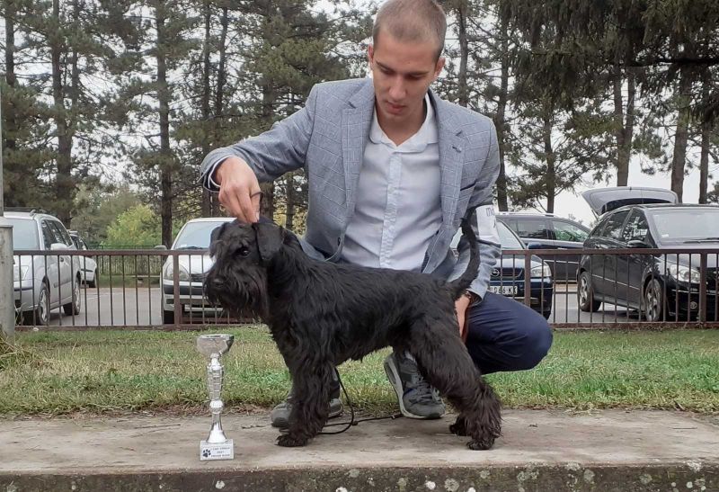 Patuljasti šnaucer štenci - Psi Oglasi Beograd