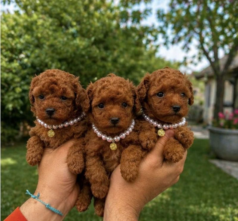 Teacup pudle - Psi Oglasi Beograd