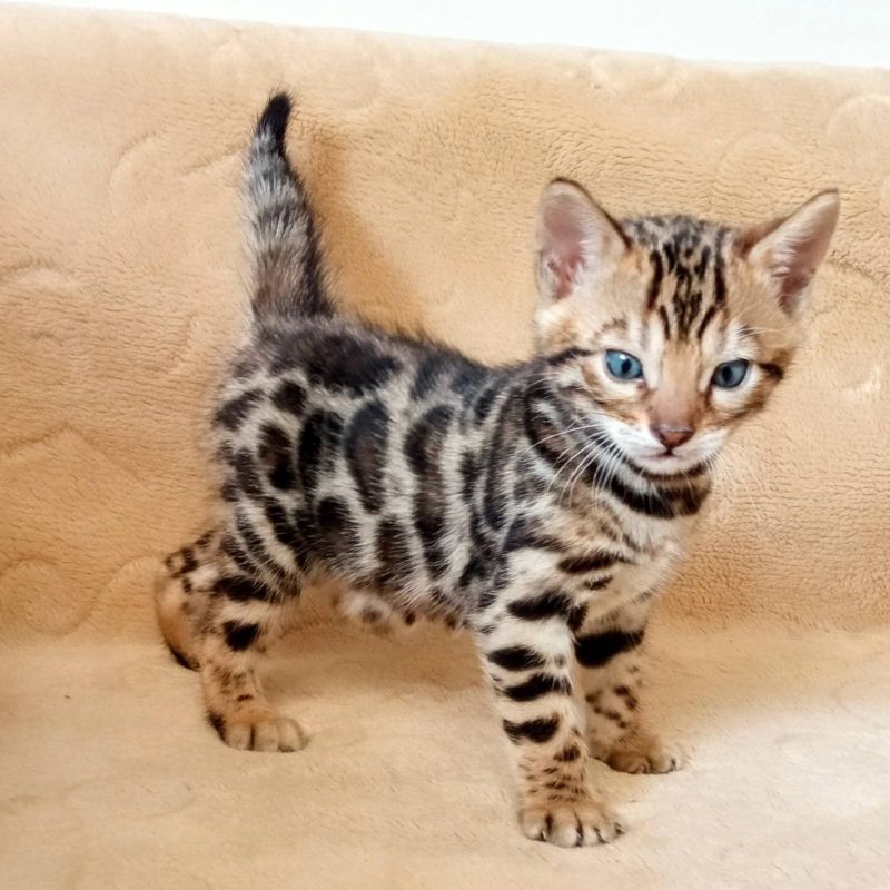 MMaestro_bengal macici - Mačke Oglasi Beograd