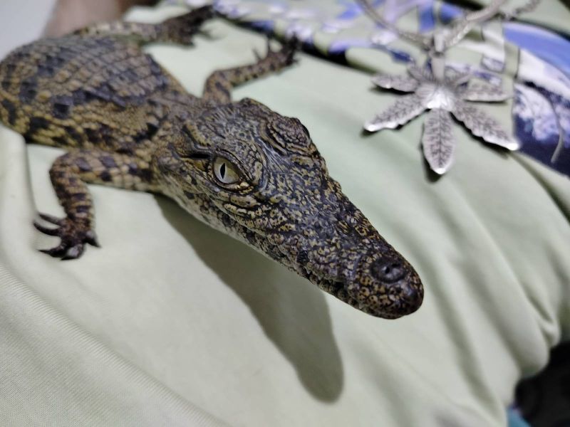 Nilski krokodil, 6 meseci, AKCIJA - Reptili Oglasi Beograd Nilski krokodil, 6 meseci, AKCIJA - Reptili Oglasi Beograd