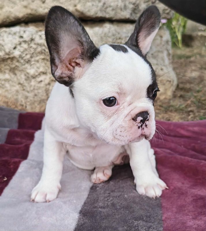 Merle francuski buldog štenci - Psi Oglasi Beograd