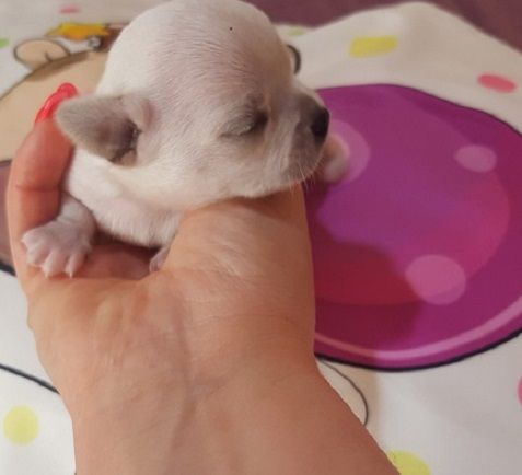 Mini princess Chihuahue - Psi Oglasi Beograd Mini princess Chihuahue - Psi Oglasi Beograd