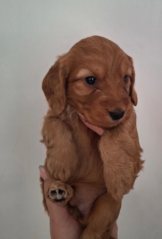 F1b Cockapoo štenci - Psi Oglasi Beograd