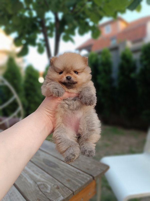 Pomeranac Top zenka - Psi Oglasi Beograd Pomeranac Top zenka - Psi Oglasi Beograd