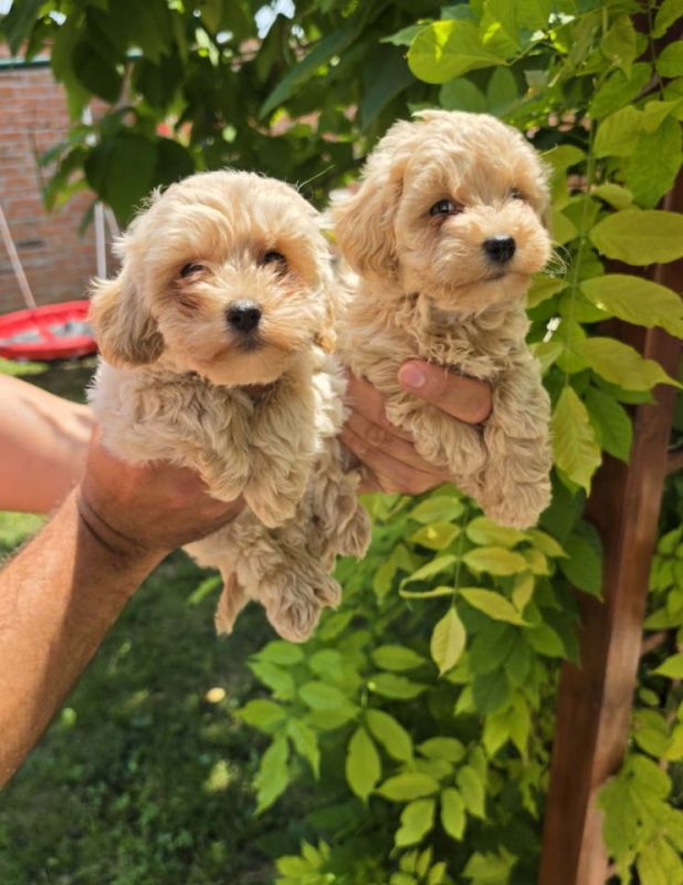 Maltipoo stenci spremni su za preuzimanje - Psi Oglasi Beograd